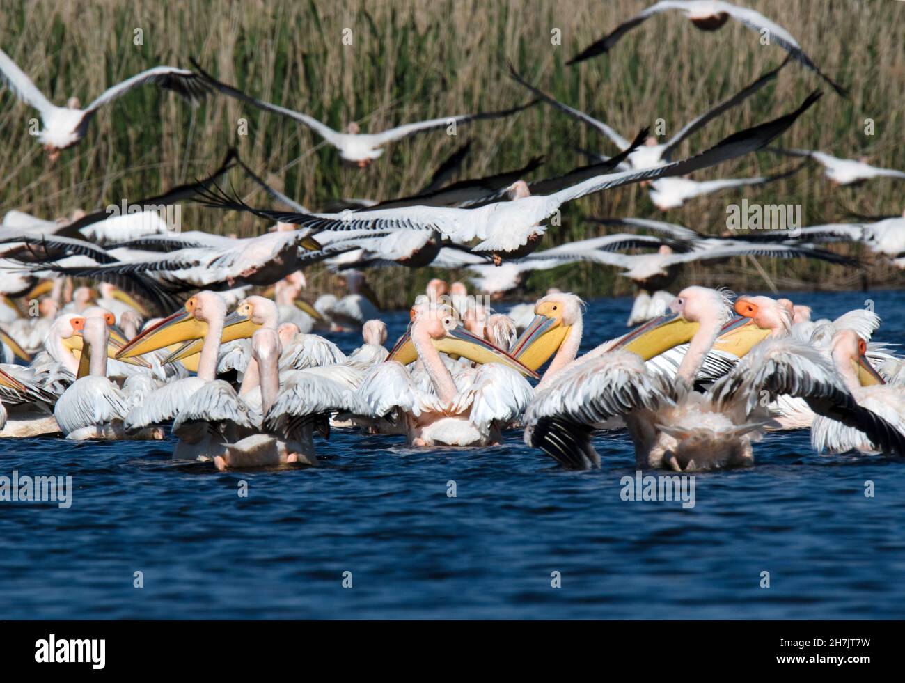 Grandi pellicani bianchi (Pelecanus onocrotalus), Delta del Danubio Foto Stock