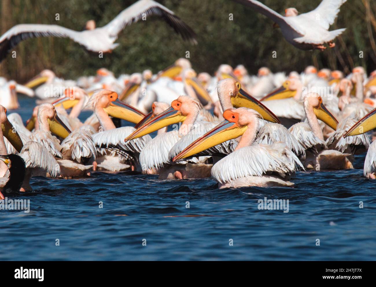 Grandi pellicani bianchi (Pelecanus onocrotalus), Delta del Danubio Foto Stock