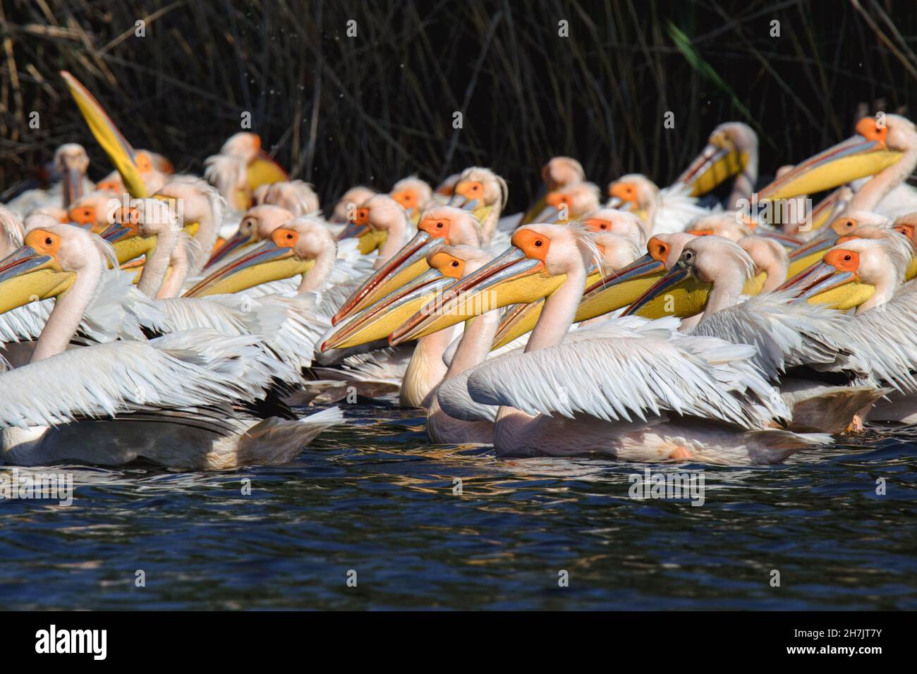 Grandi pellicani bianchi (Pelecanus onocrotalus), Delta del Danubio Foto Stock