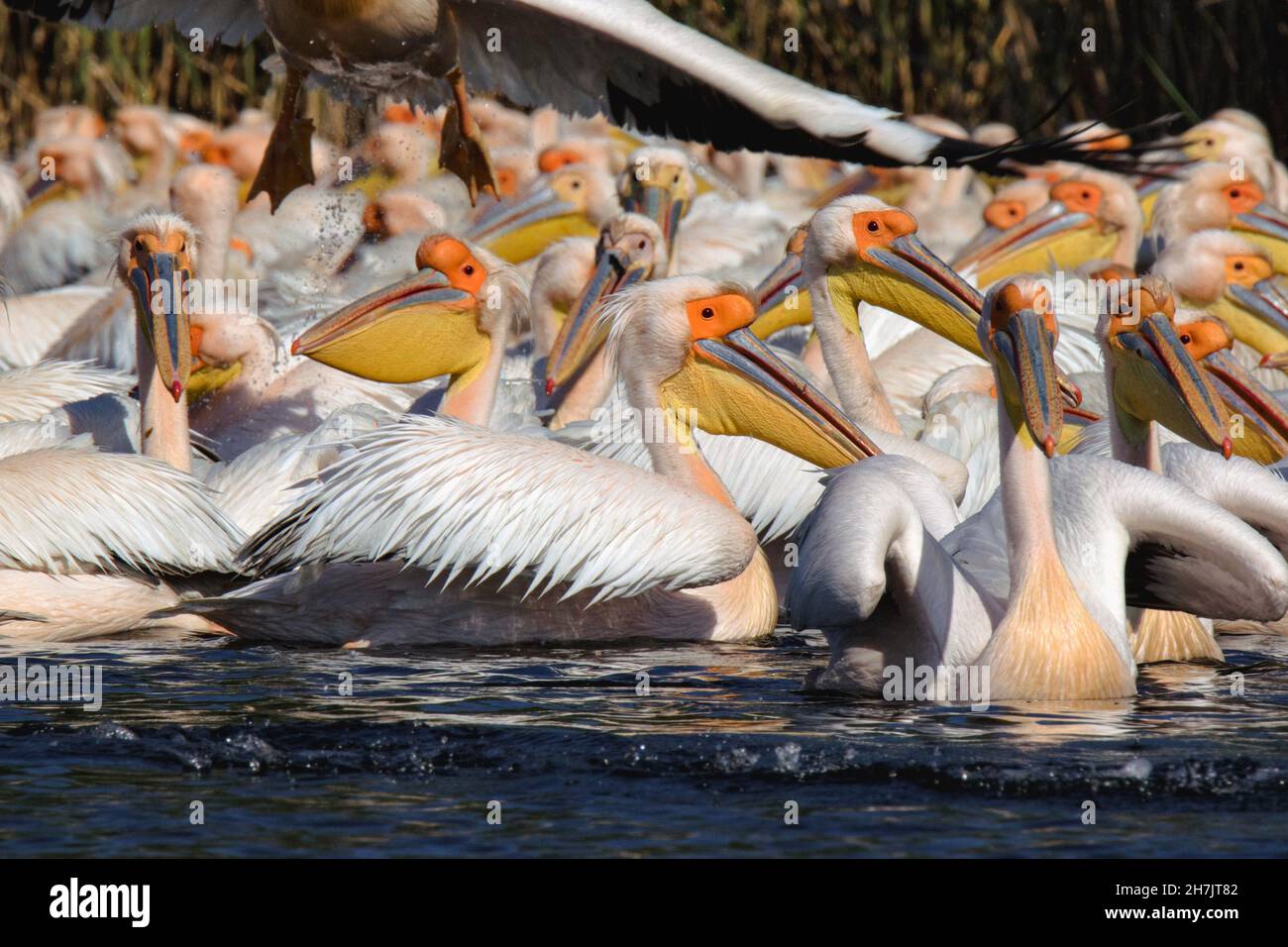 Grandi pellicani bianchi (Pelecanus onocrotalus), Delta del Danubio Foto Stock