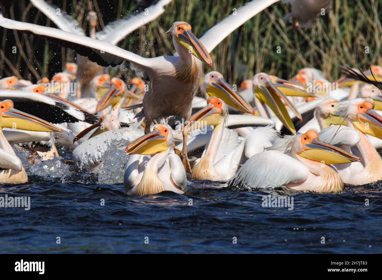 Grandi pellicani bianchi (Pelecanus onocrotalus), Delta del Danubio Foto Stock