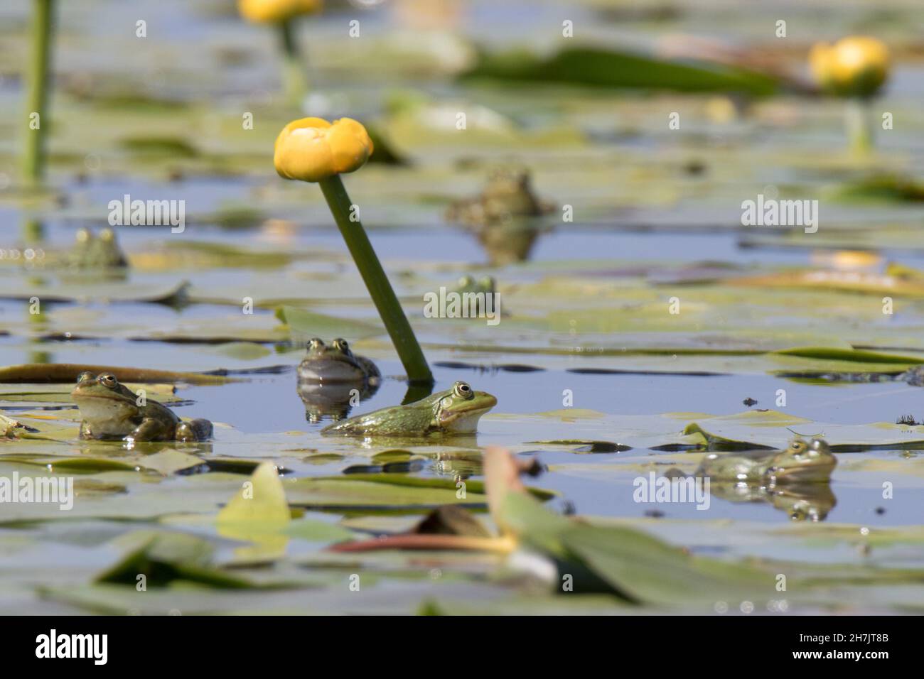 Giglio d'acqua giallo (Nuphar lutea) e rane al Delta del Danubio, Romania Foto Stock