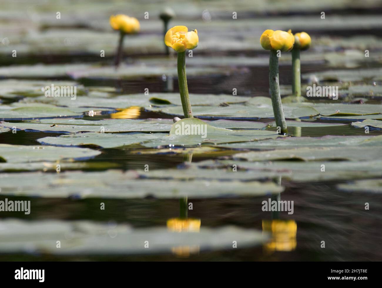 Giglio d'acqua giallo (Nuphar lutea), Delta del Danubio, Romania Foto Stock