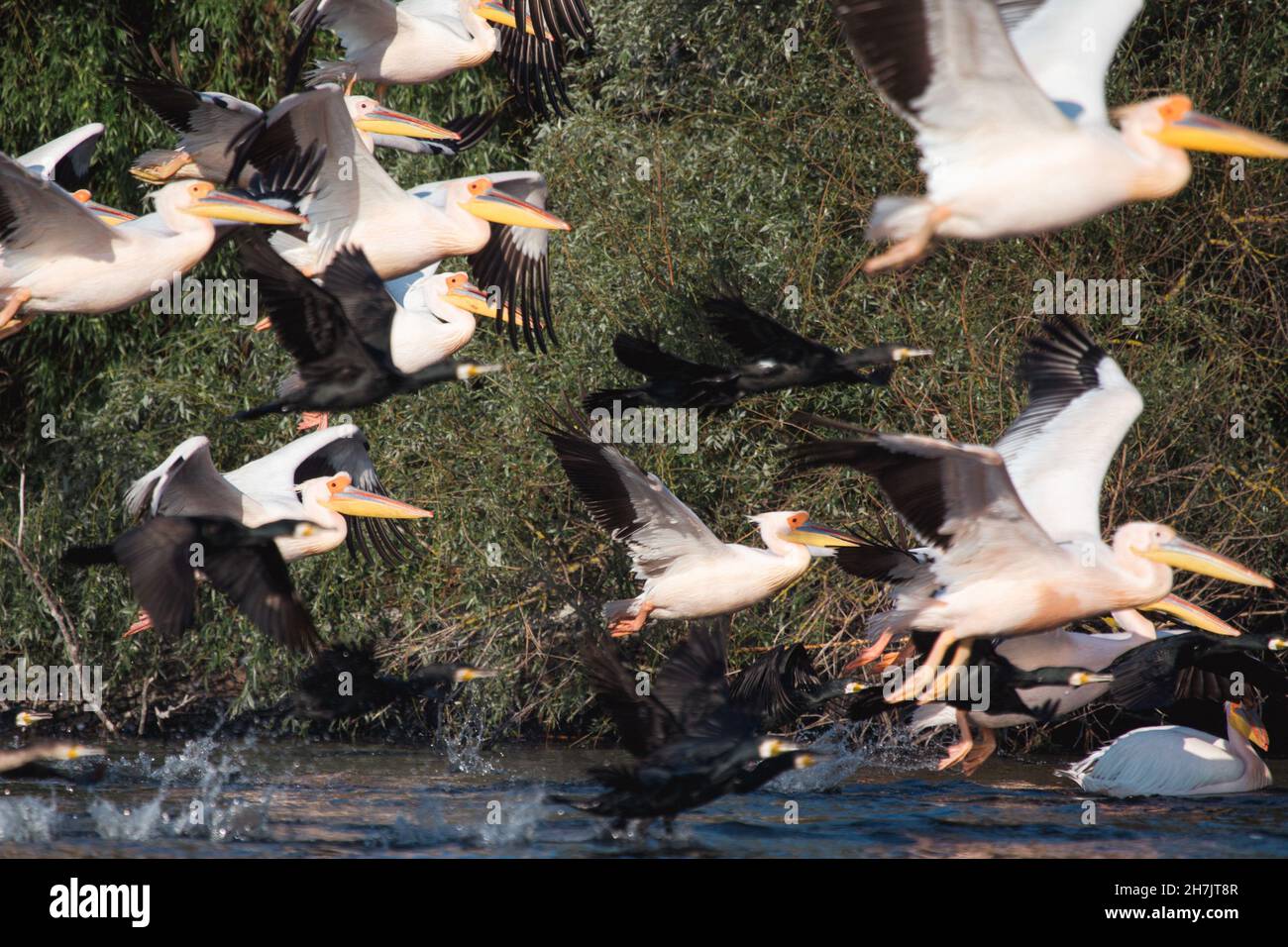 Grandi pellicani bianchi e grandi cormorani (Phalacrocorax carbo) (Pelecanus onocrotalus), Delta del Danubio Foto Stock