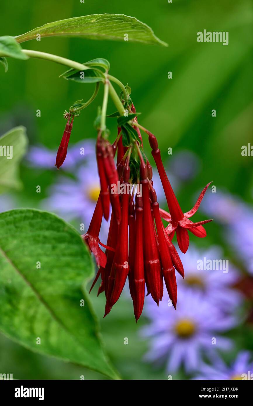 Fuchsia boliviana, Bolivian Fuchsia, fiori rossi, fiore pendente, lunghi fiori a forma di tromba, Aster x frikartii Mönch, asters, viola, blu, fiore, fiori, a Foto Stock