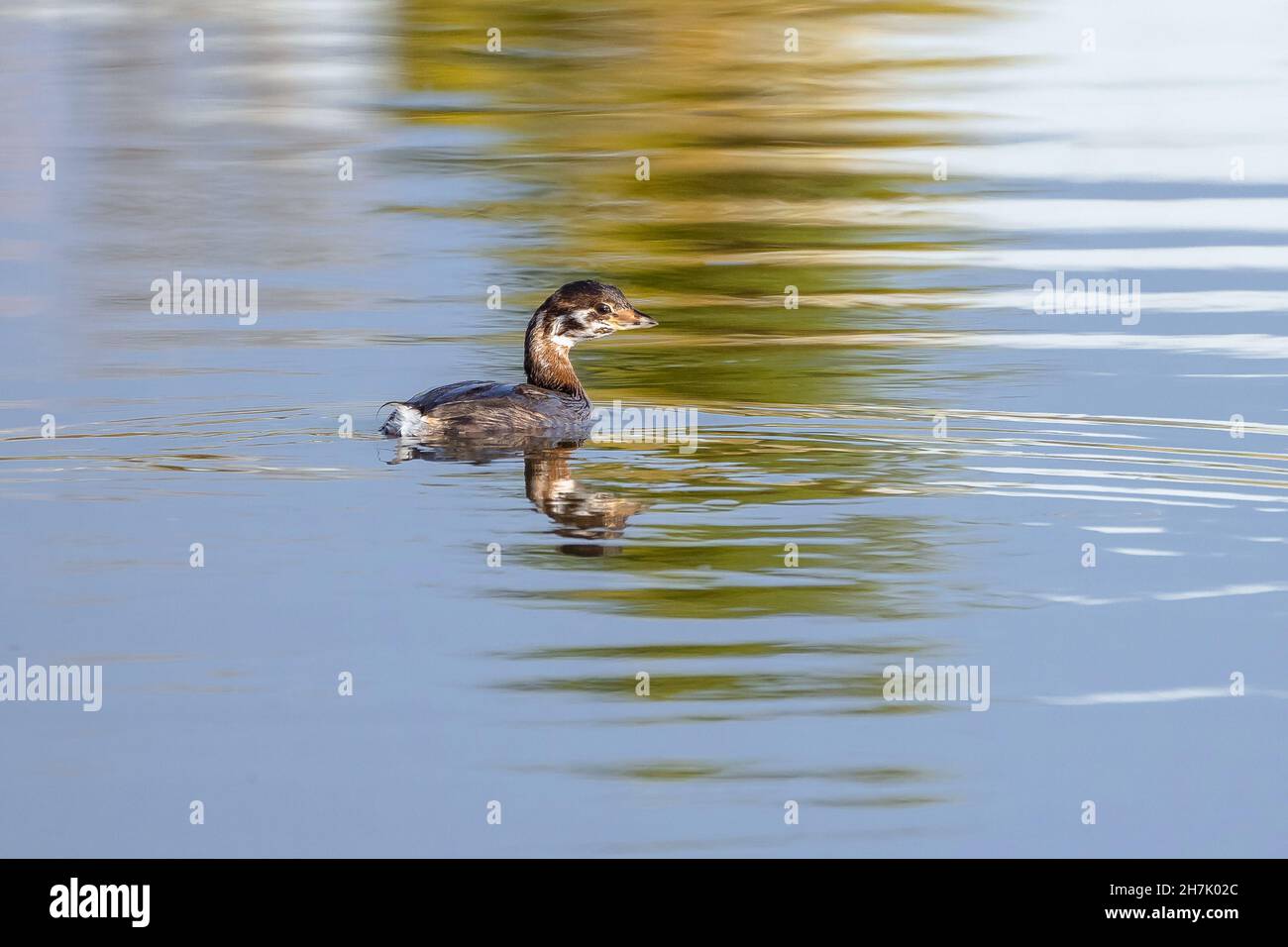Una giovane Grebe a becco d'uccello che nuota in un lago azzurro con riflessi gialli e verdi. Foto Stock