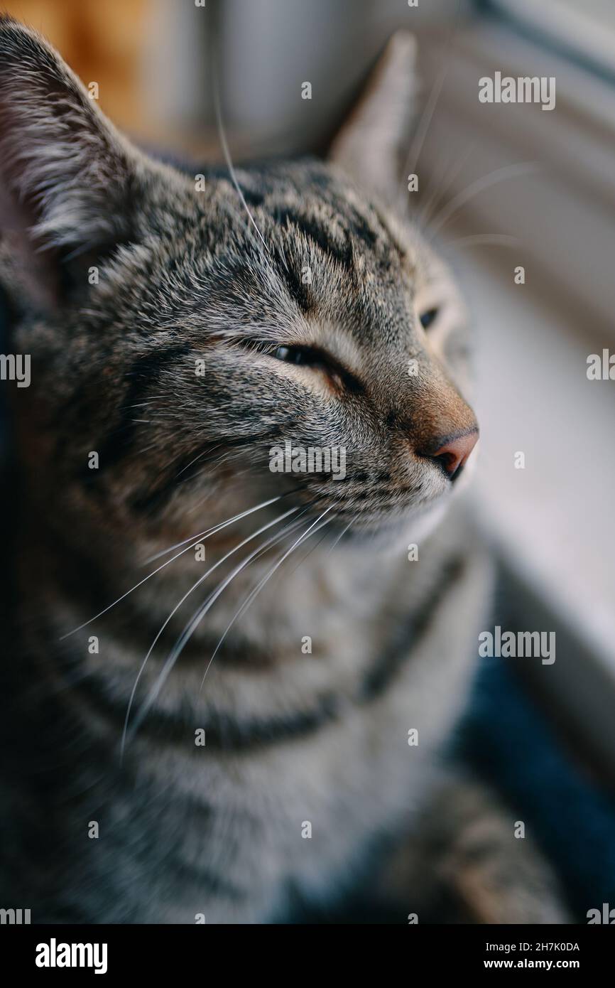 Il gatto domestico sta riposando nel divano degli animali domestici. Il pussycat del tabby dorme vicino a davanzale. Finestra e luce solare sullo sfondo. Primo piano ritratto animale. Foto Stock