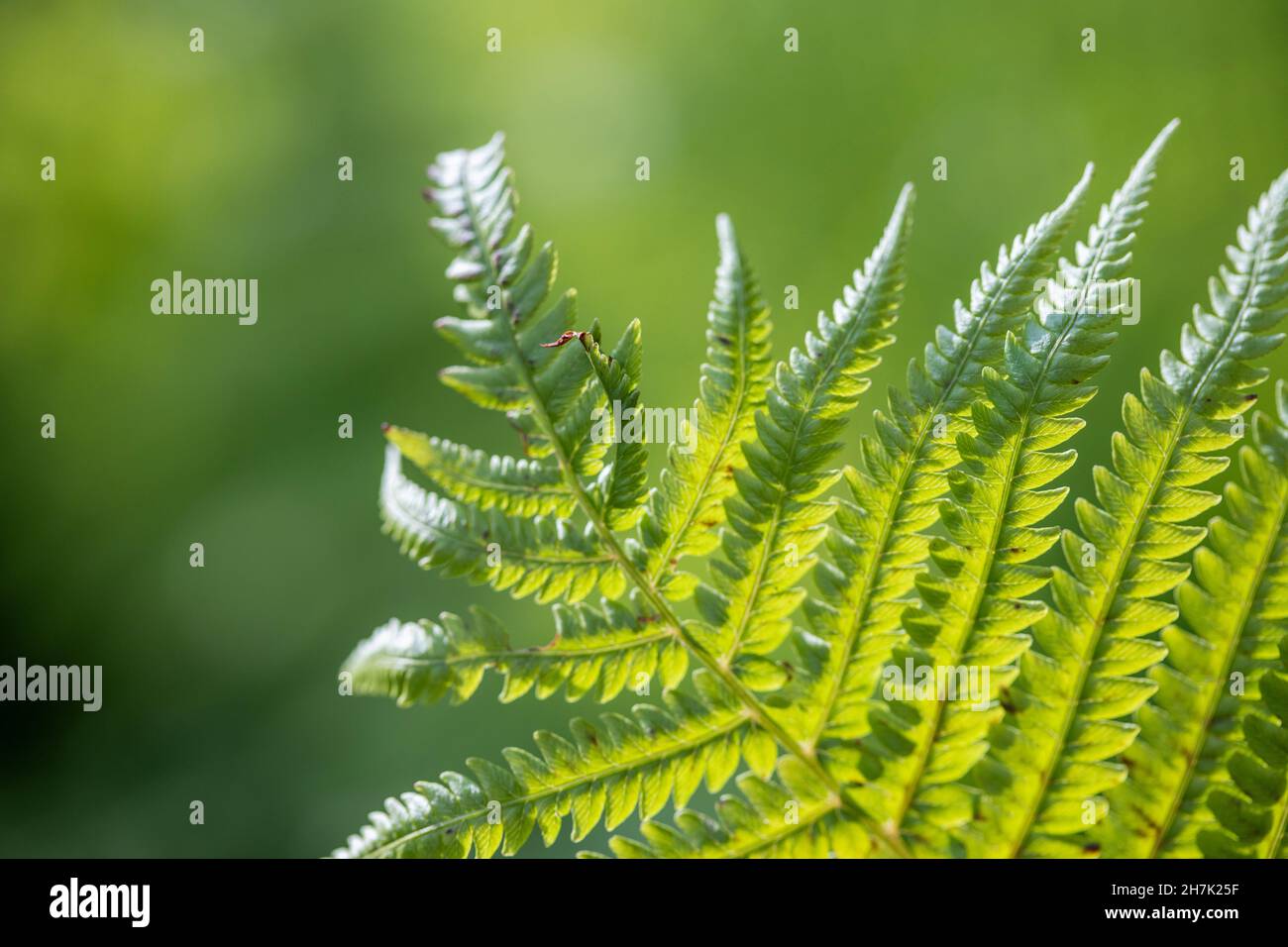 Perfetto schema di felce naturale, bellissimo sfondo fatto con giovani foglie di felce verde. Foto Stock