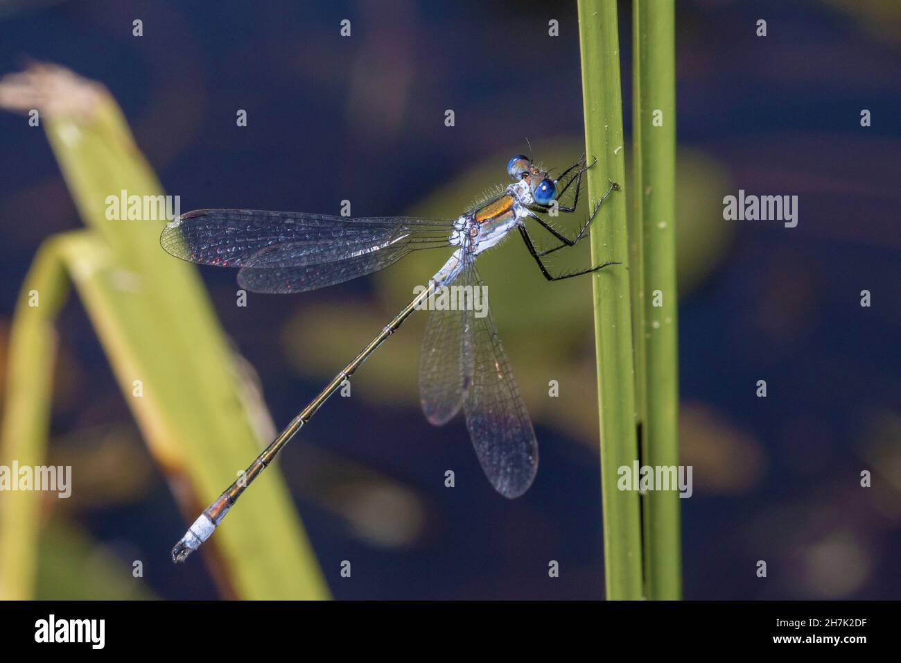 la libellula blu siede su un prato Foto Stock