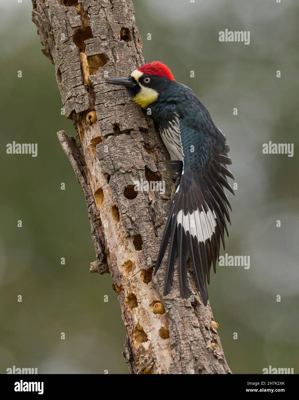 Acorn Woodpecker (Melanerpes formicivorus) Sacramento County California USA Foto Stock