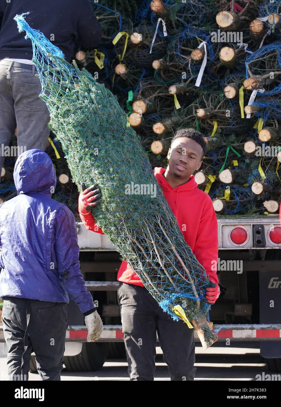 St. Louis, Stati Uniti. 23 novembre 2021. Il lavoratore Lamont Perkins porta un albero di Natale da un camion ad un'area espositore al Ted Drewes Christmas Tree Lot a St. Louis martedì 23 novembre 2021. Drewes comincerà le vendite degli alberi il 26 novembre, con l'offerta prevista per essere giù di 40 per cento. Foto di Bill Greenblatt/UPI Credit: UPI/Alamy Live News Foto Stock