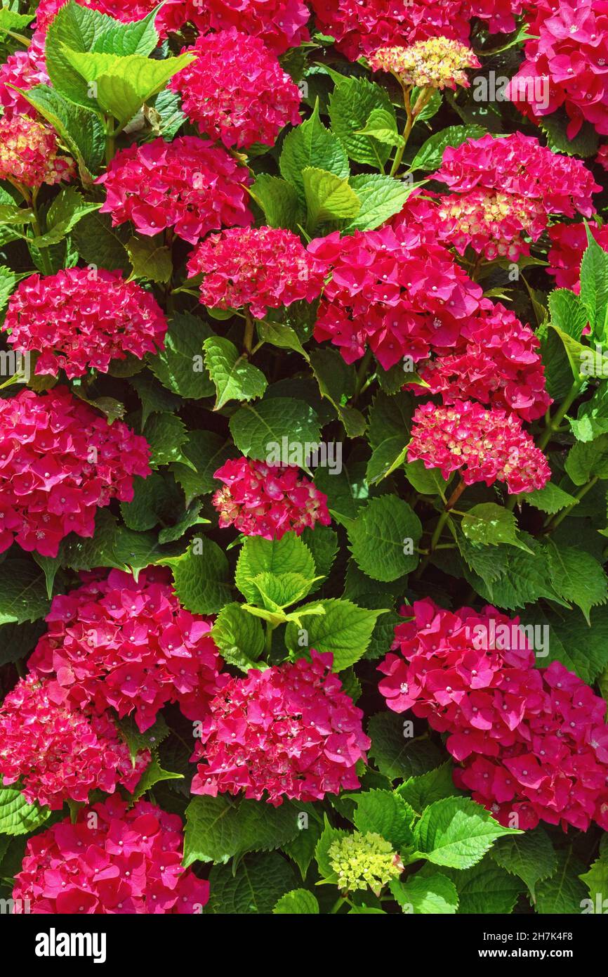 Bellissimi fiori rossi di hydrangea ( Hydrangea macrophylla ) in giornata estiva soleggiata Foto Stock
