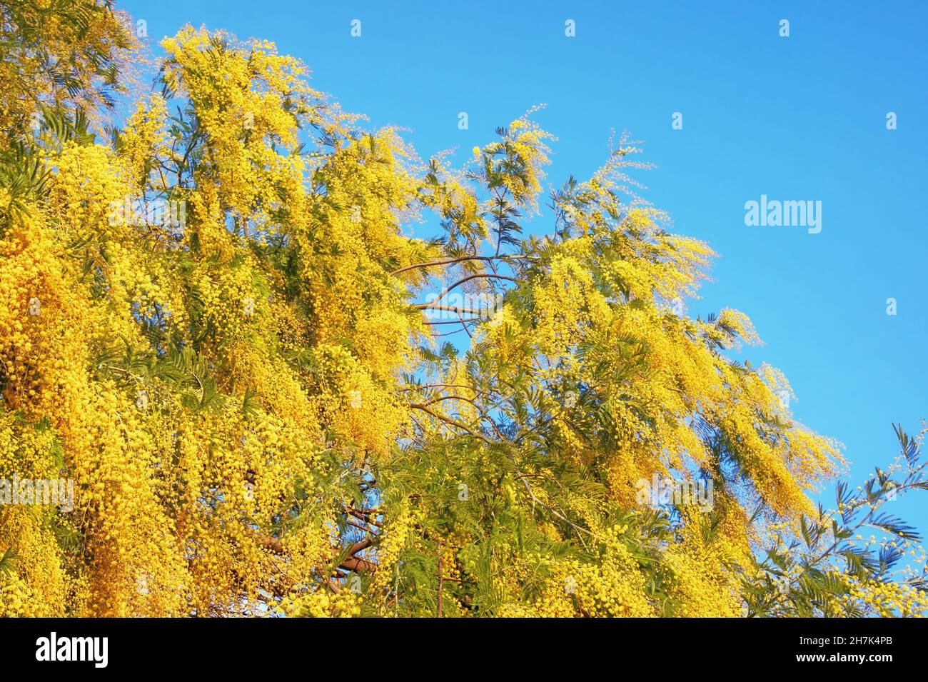 Molla. Rami di Acacia dealbata con fiori gialli luminosi contro il cielo blu Foto Stock