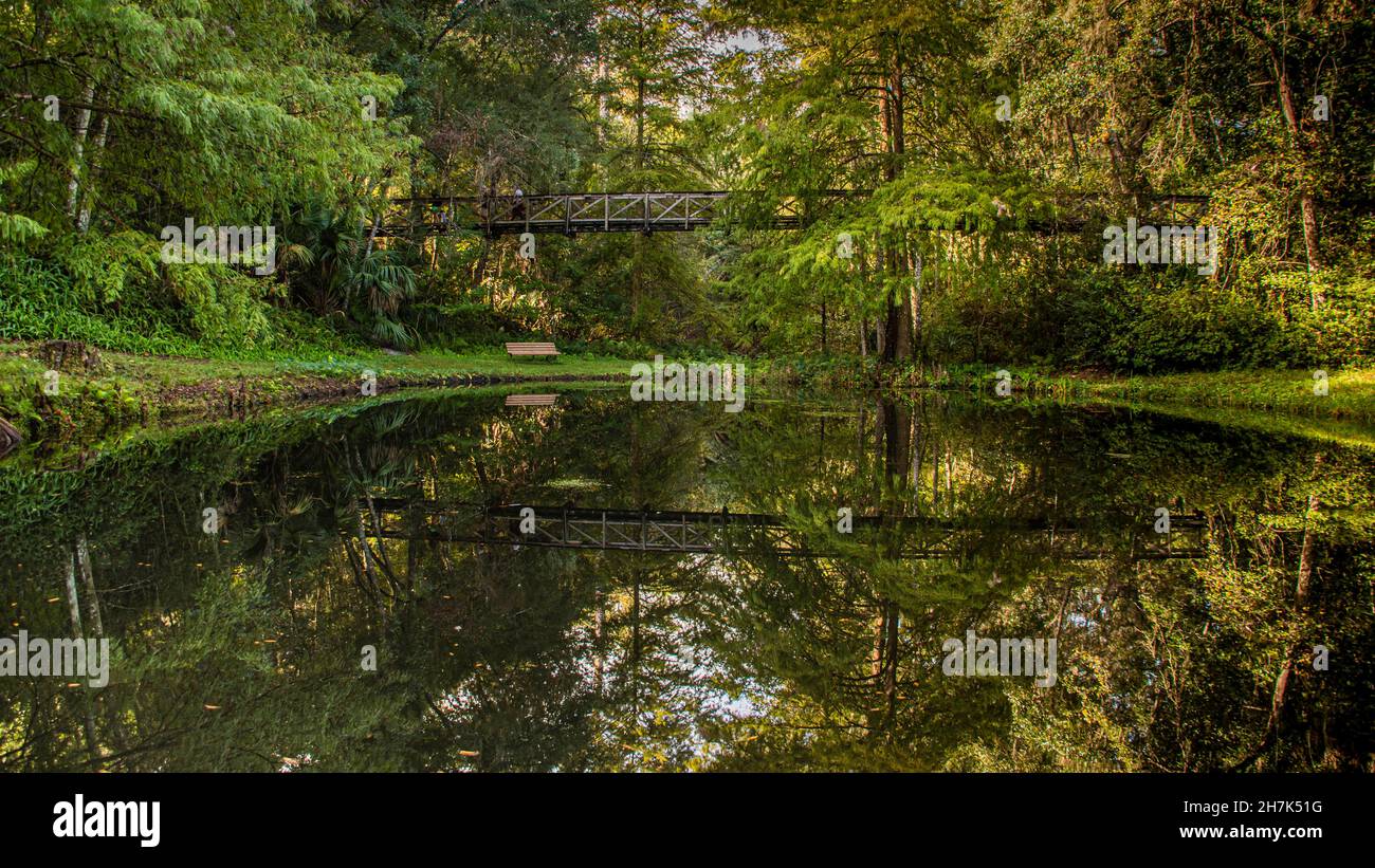 Ponte sospeso nella foresta che si riflette nello Stagno Foto Stock