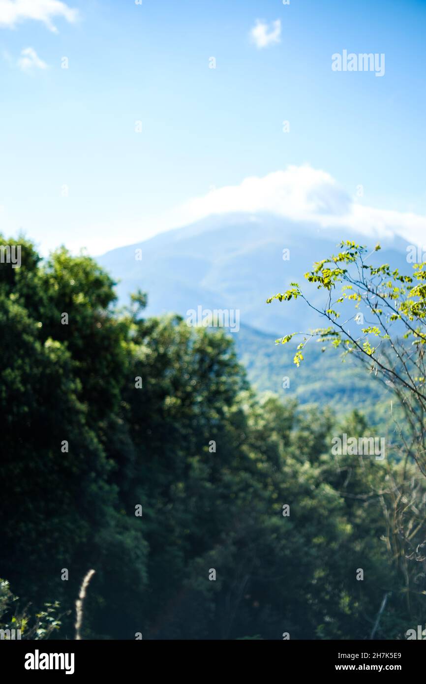 Foglie verdi su un ramo di albero isolato su uno sfondo naturale sfocato sui boschi verdi e blu cielo soleggiato Foto Stock