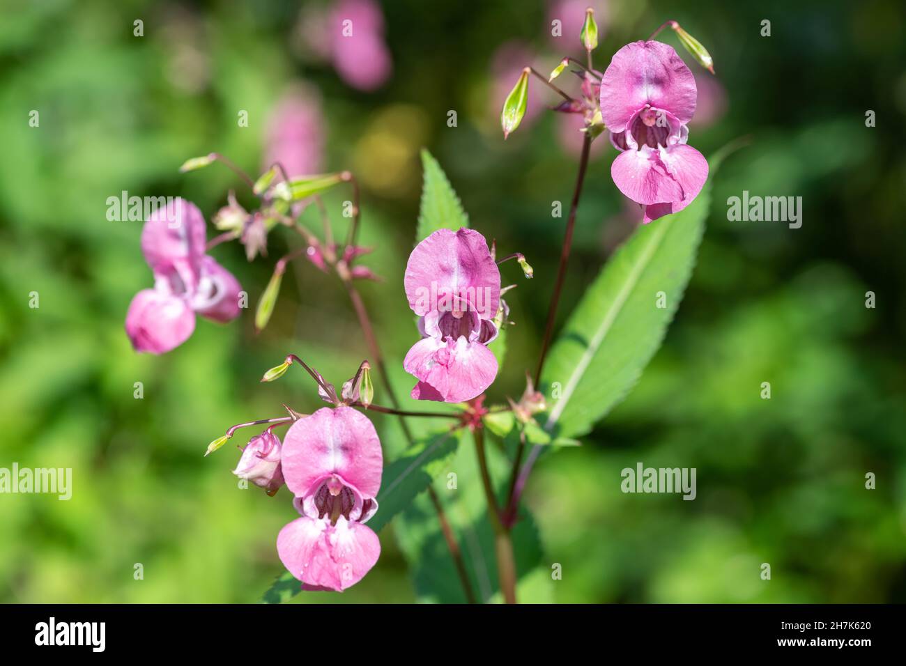 Balsamo Himalayan (impatiens gladulifera) fiori in fiore Foto Stock