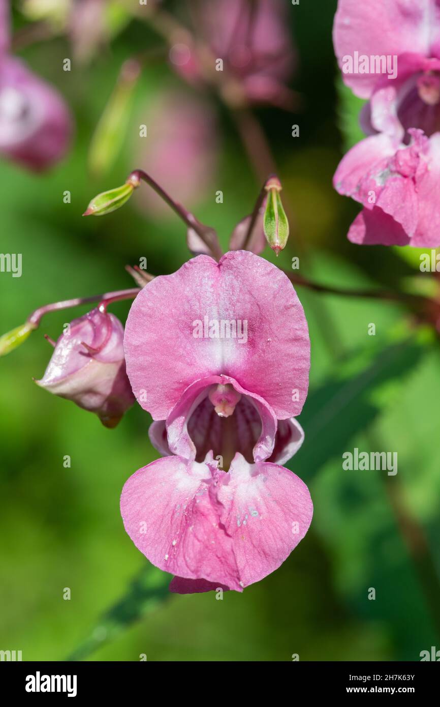 Balsamo Himalayan (impatiens gladulifera) fiori in fiore Foto Stock