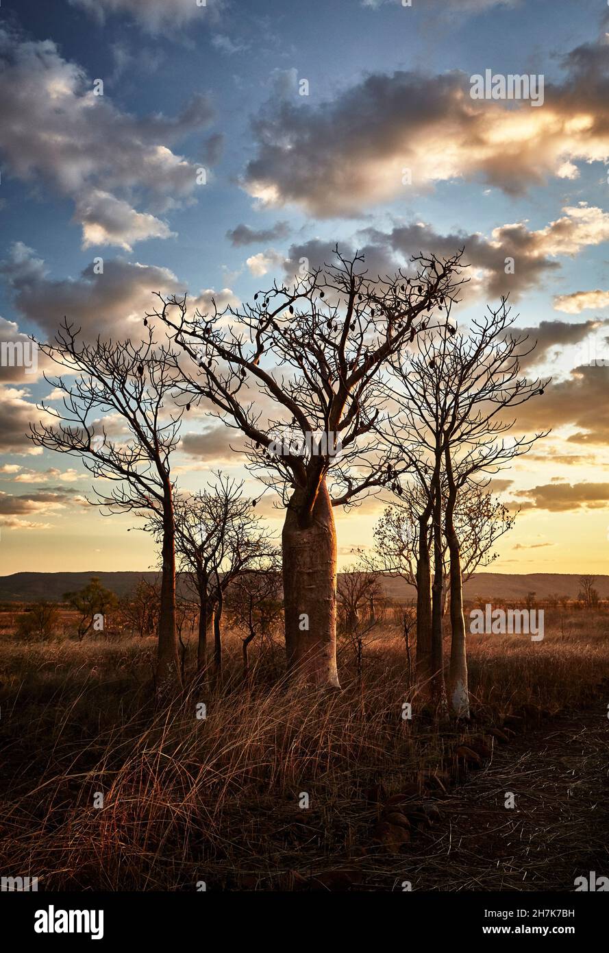 Un boschetto di alberi di boab, Telegraph Hill, Wyndham, The Kimberley, Australia Occidentale, Australia. Foto Stock