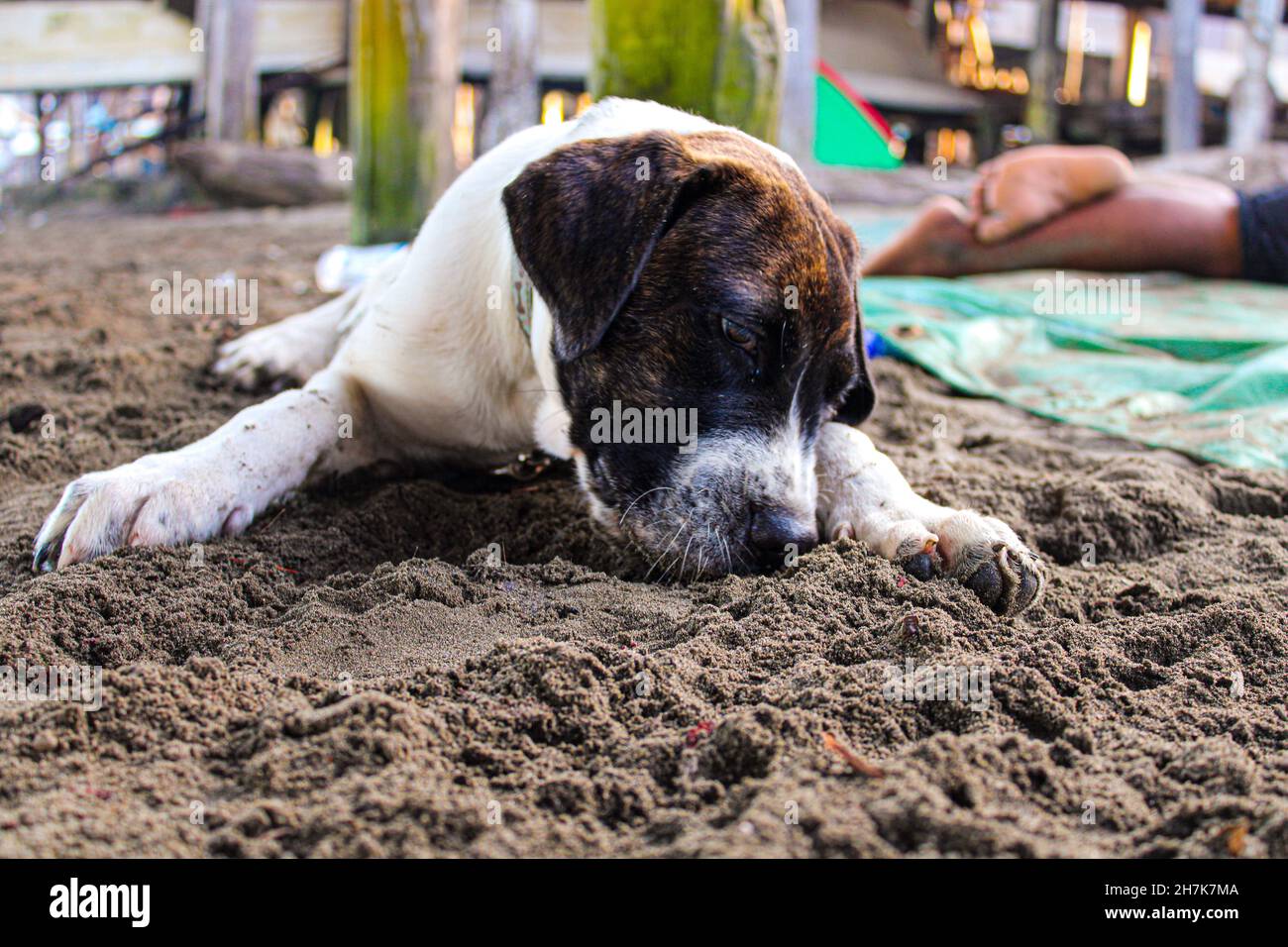 Un cucciolo di Mastiff adagiato sulla sabbia nel villaggio di Keapara nel novembre 2021 Foto Stock