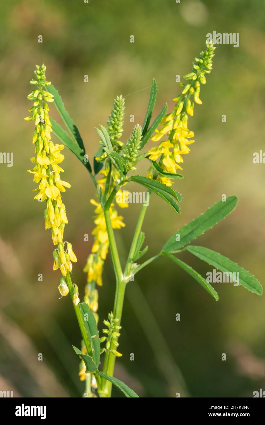 Primo piano di fiori di trifoglio giallo dolce (melilotus officinalis) in fiore Foto Stock