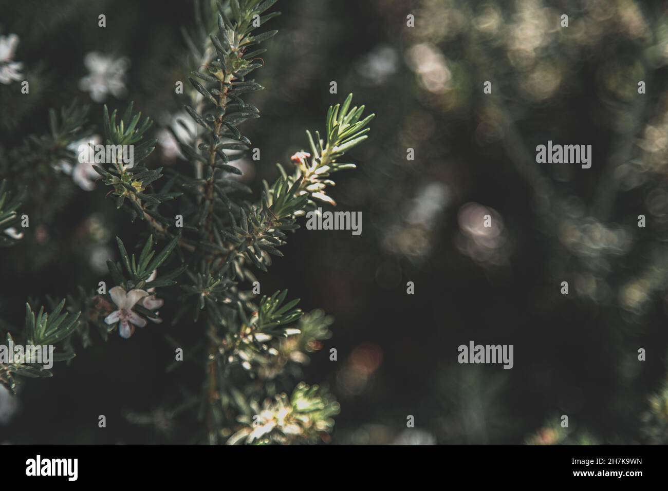 Primo piano di un ramo di pino con fiori bianchi su sfondo sfocato Foto  stock - Alamy