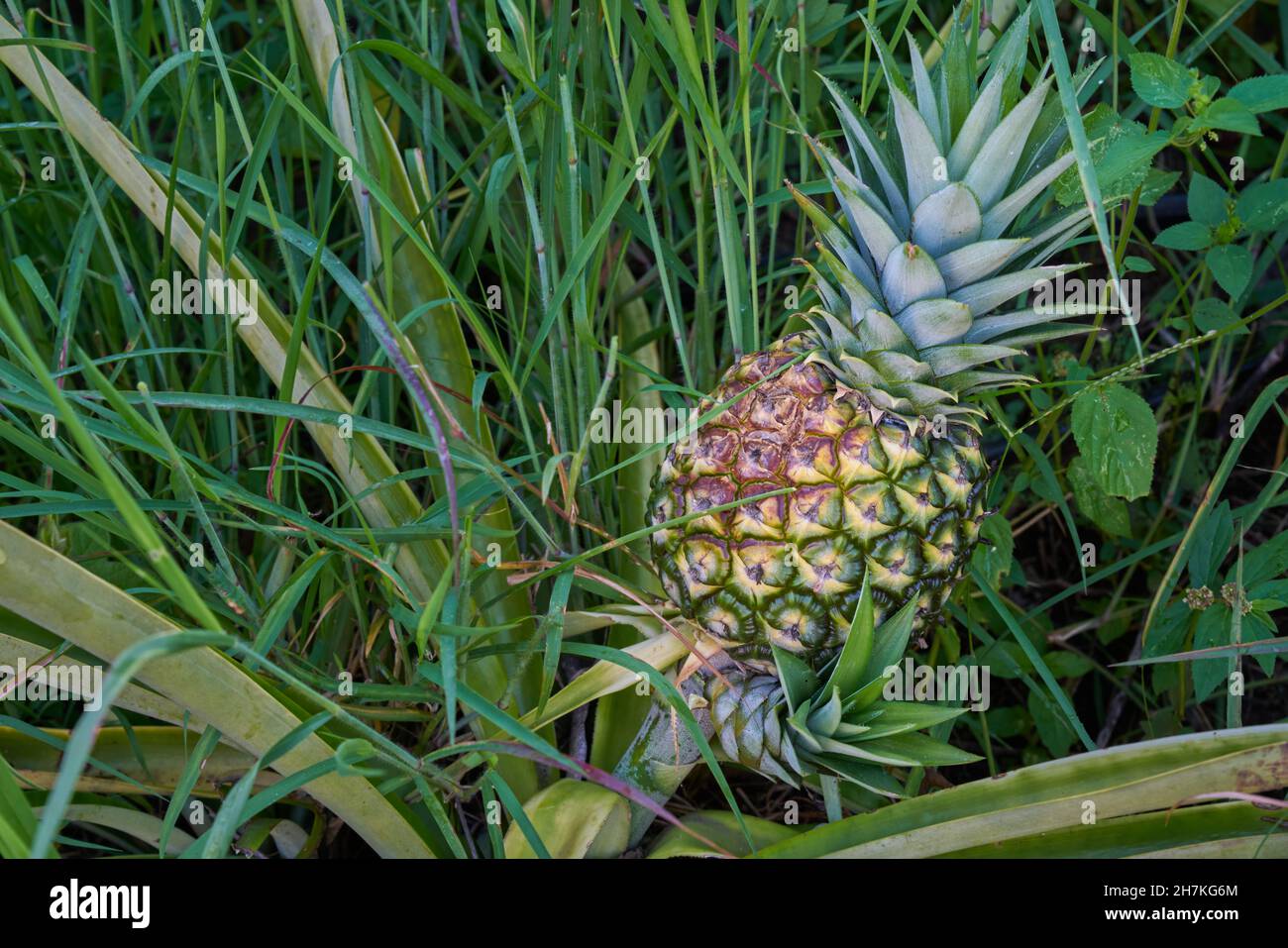 Piantagione di ananas pronto per tagliare e godere con erba verde Foto Stock