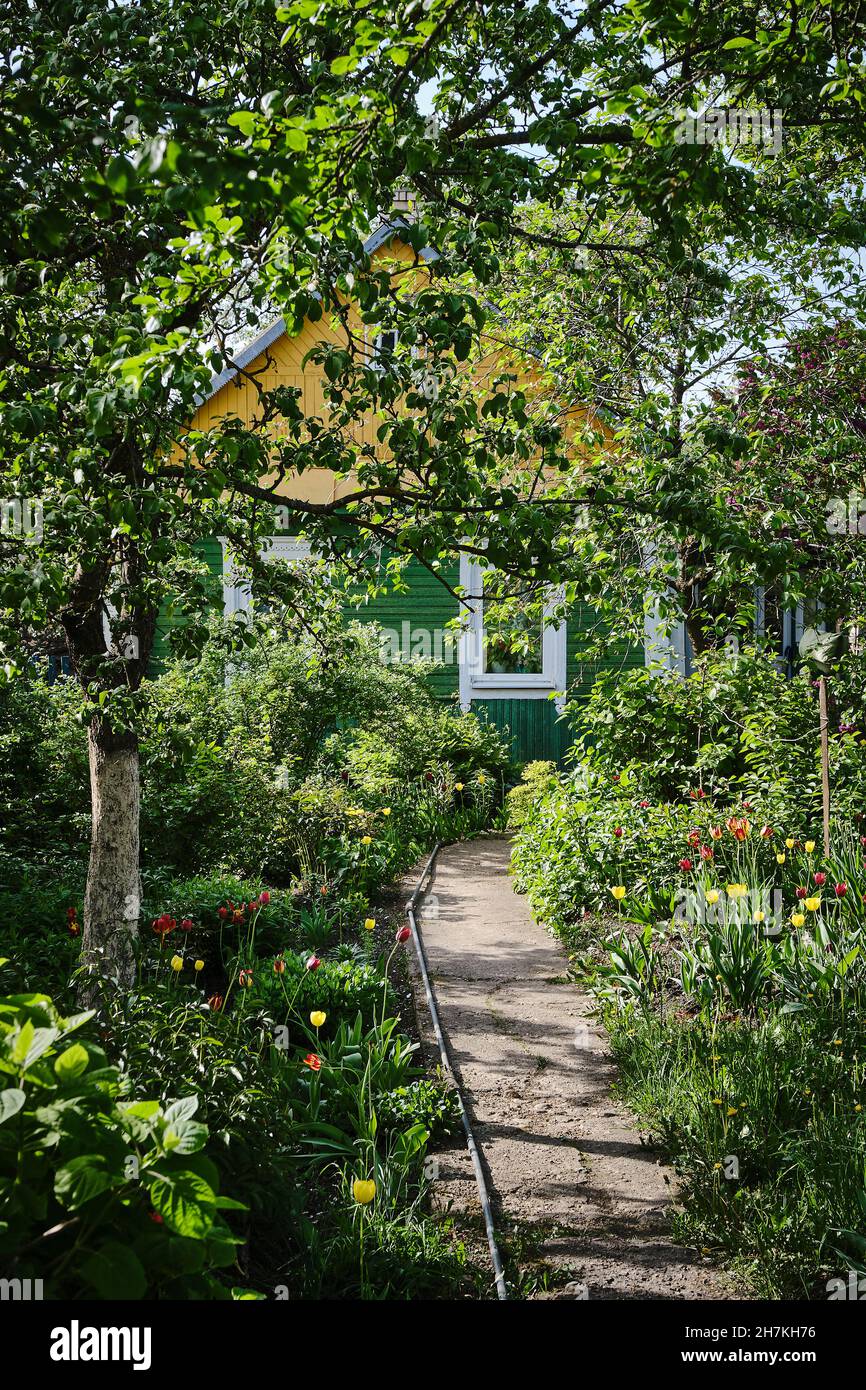 Un sentiero conduce ad un cottage in un giardino primaverile nella regione rurale di Grodno in Bielorussia. Foto Stock