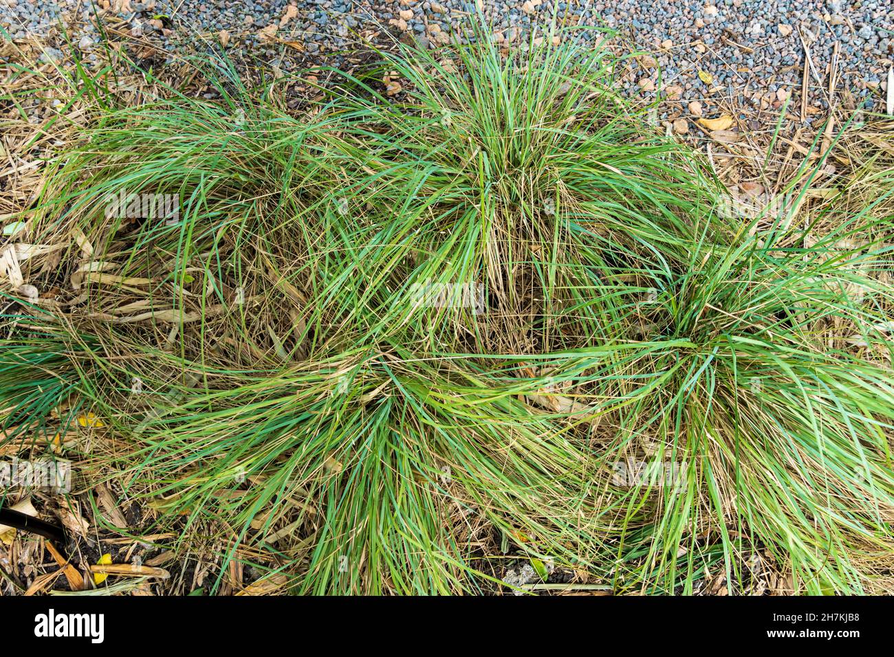 Elliott's lovegrass (Eragrostis elliottii) - Florida, USA Foto Stock