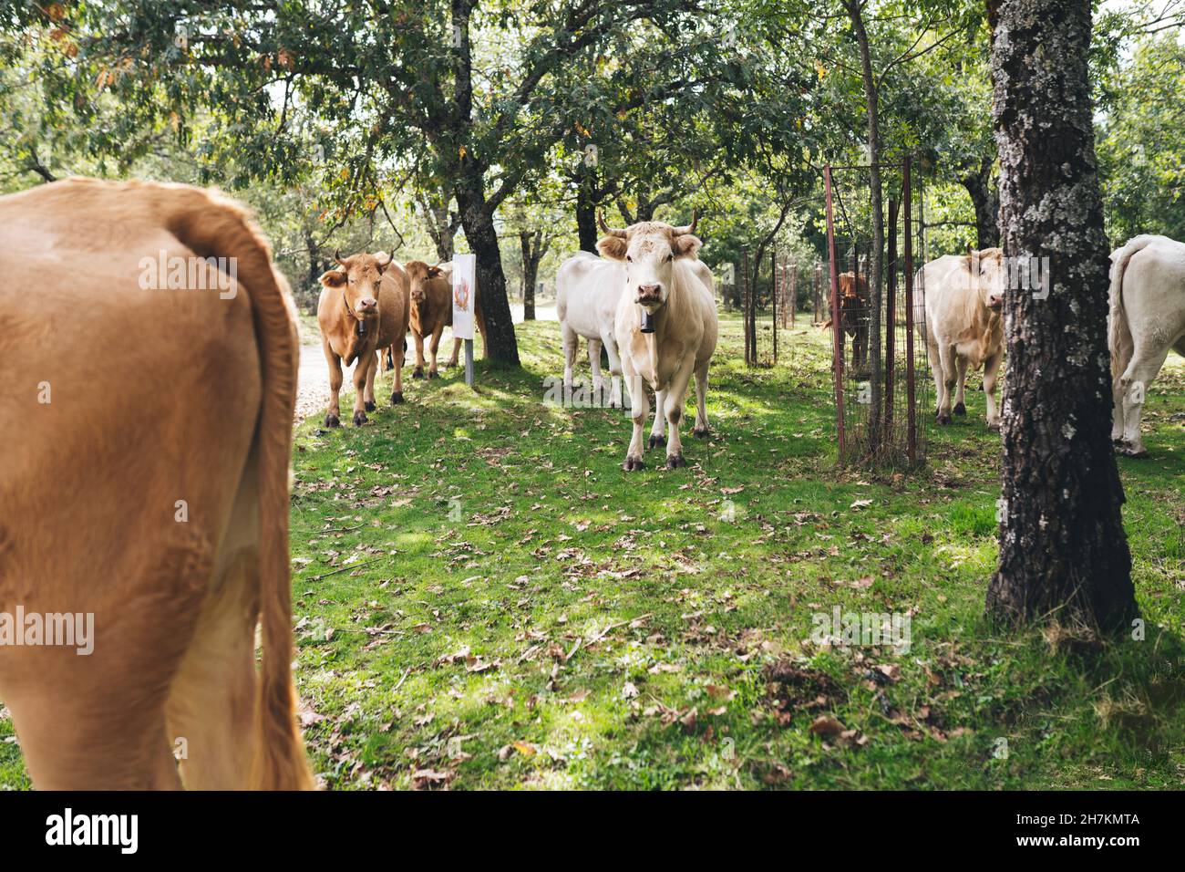 Mucca nella foresta durante la giornata di sole Foto Stock