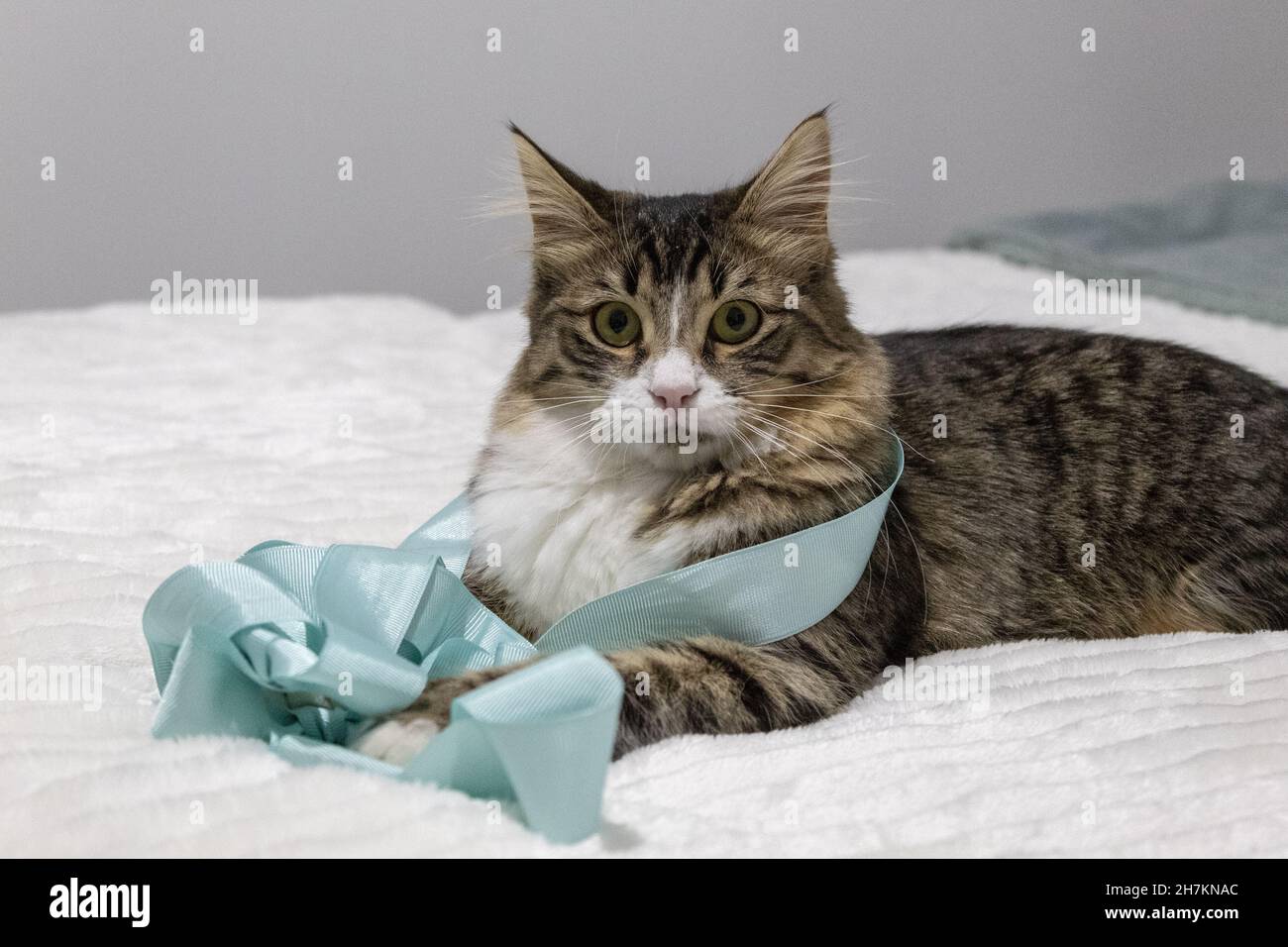 Primo piano di un gatto sorprendo con un nastro blu comodamente adagiato su un  lenzuolo bianco Foto stock - Alamy