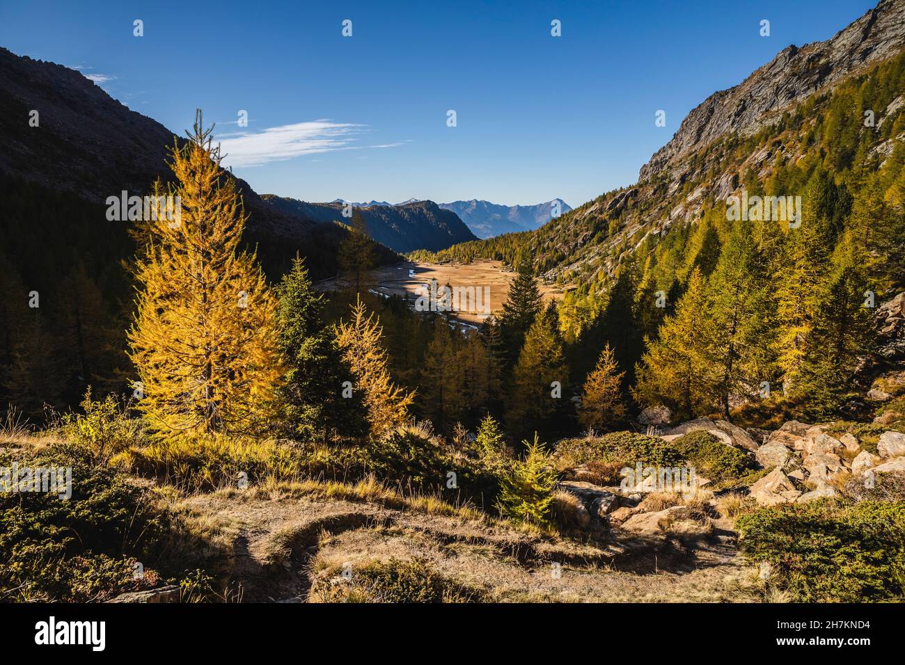 Montagne panoramiche da foresta di conifere in Val Masino, Sondrio, Italia Foto Stock