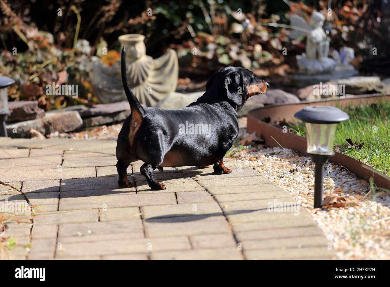 Sovrappeso Dachshund Long Island New York Foto Stock