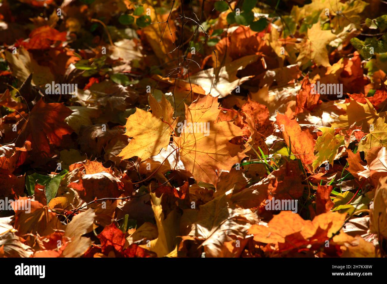 Foglie di acero nella foresta autunnale in giorno di sole Foto Stock