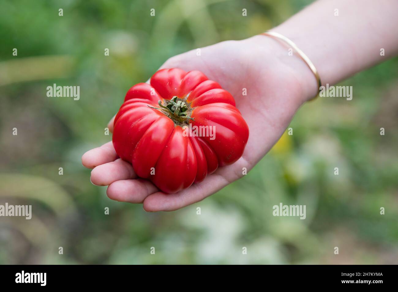 Donna agricoltore che tiene fresco pomodoro da telaio in giardino Foto Stock