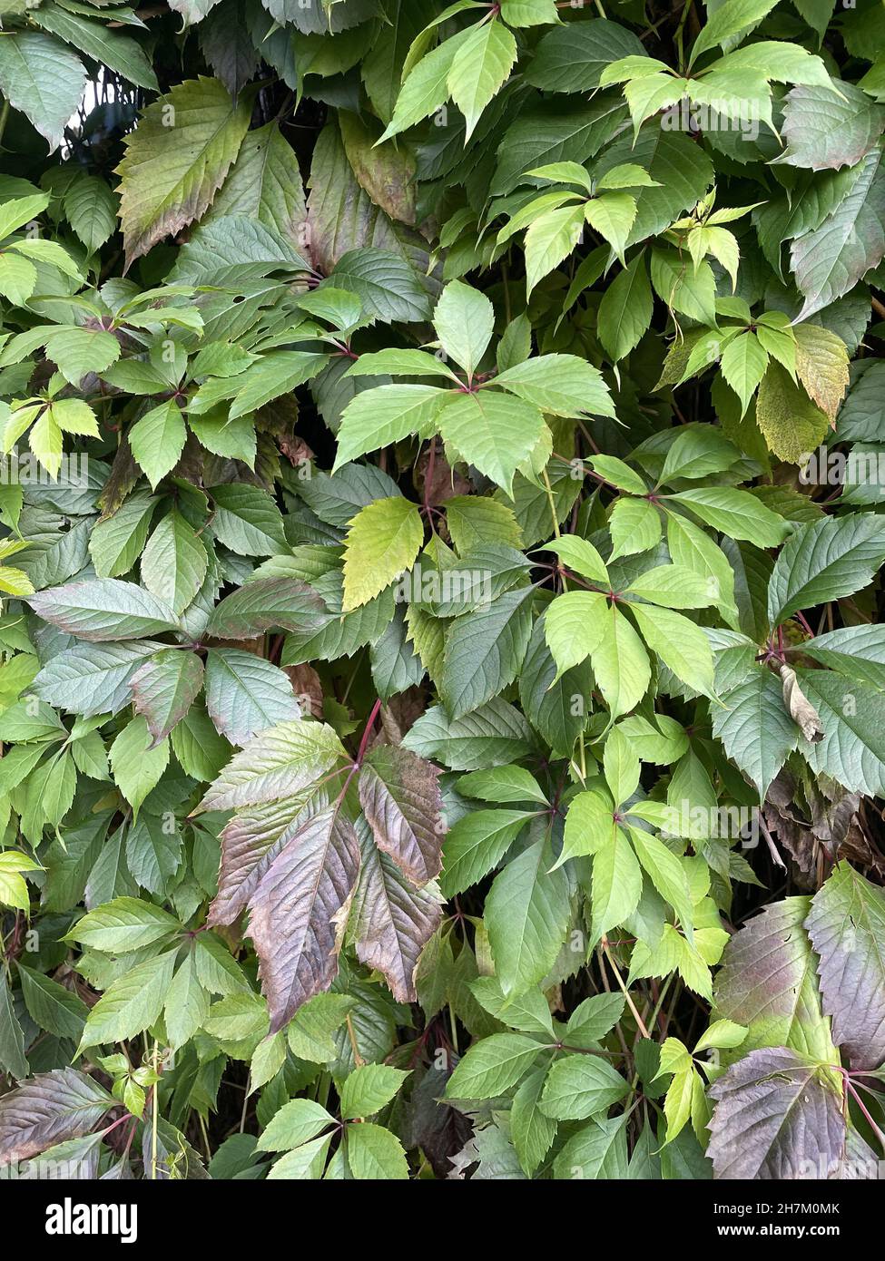 Primo piano di foglie d'uva selvatiche che ricoprono il muro. Foto Stock