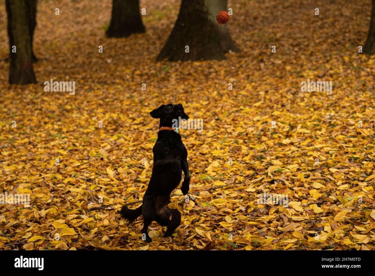 Il cane che gioca con la palla in autunno lascia al parco Foto Stock