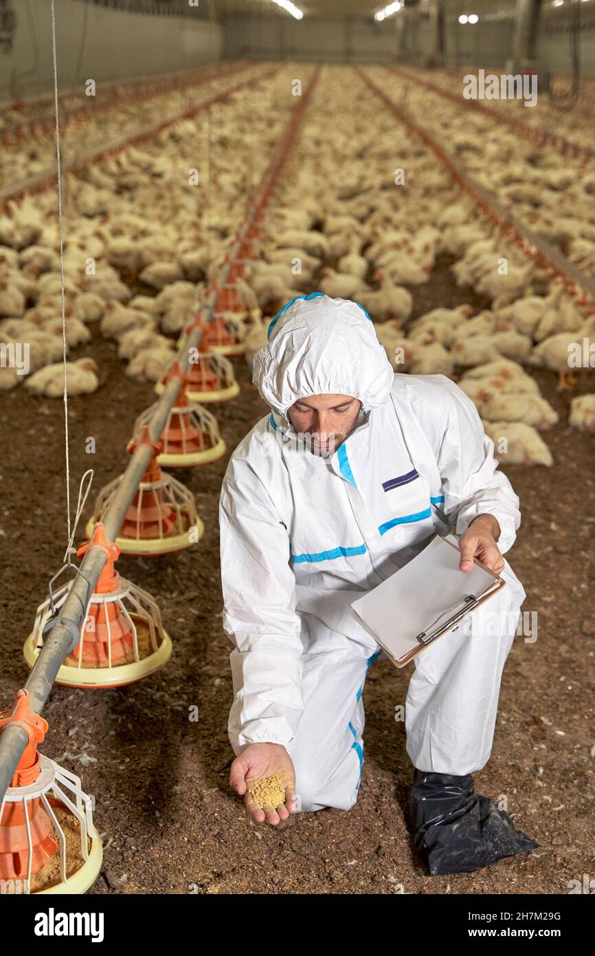 Uomo che esamina cibo di pollo in fabbrica Foto Stock