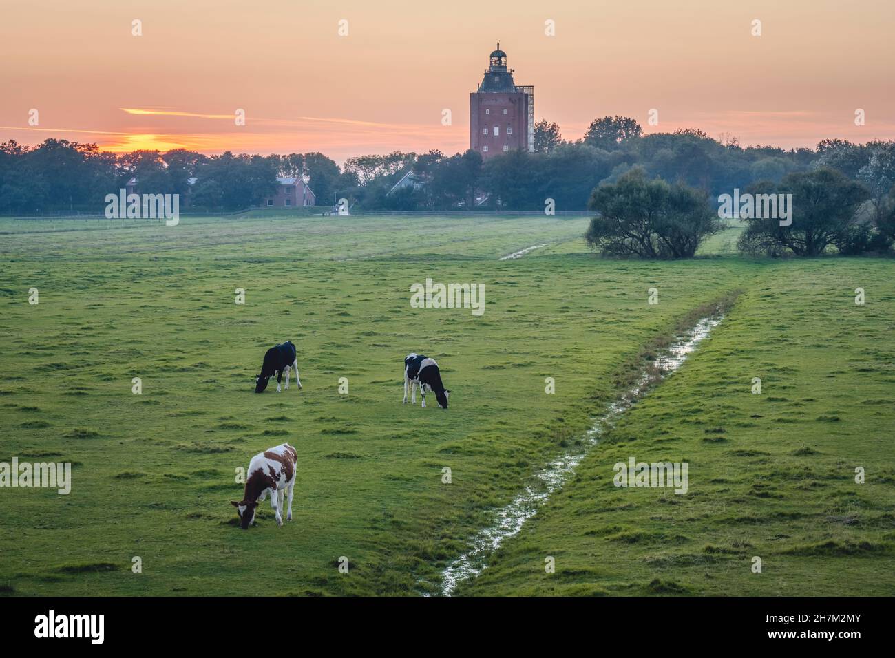 Germania, Amburgo, bestiame al pascolo verde al crepuscolo con la Grande Torre Neuwerk faro sullo sfondo Foto Stock