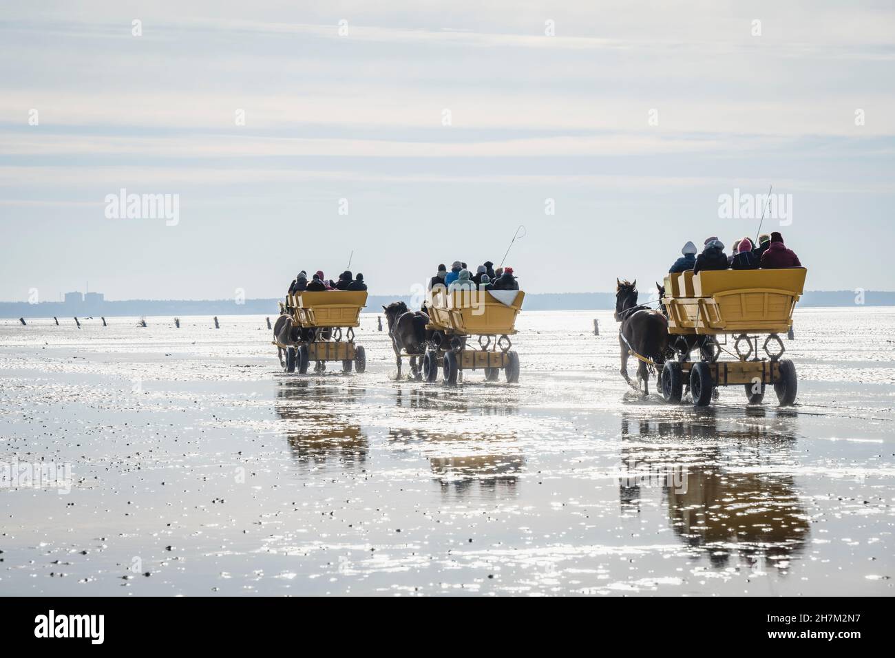 Germania, Amburgo, carrozza a cavallo che attraversa la piana di fango all'isola di Neuwerk Foto Stock