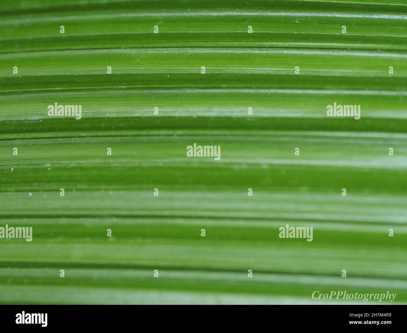 macro di grande venazione parallela a foglia verde Foto Stock