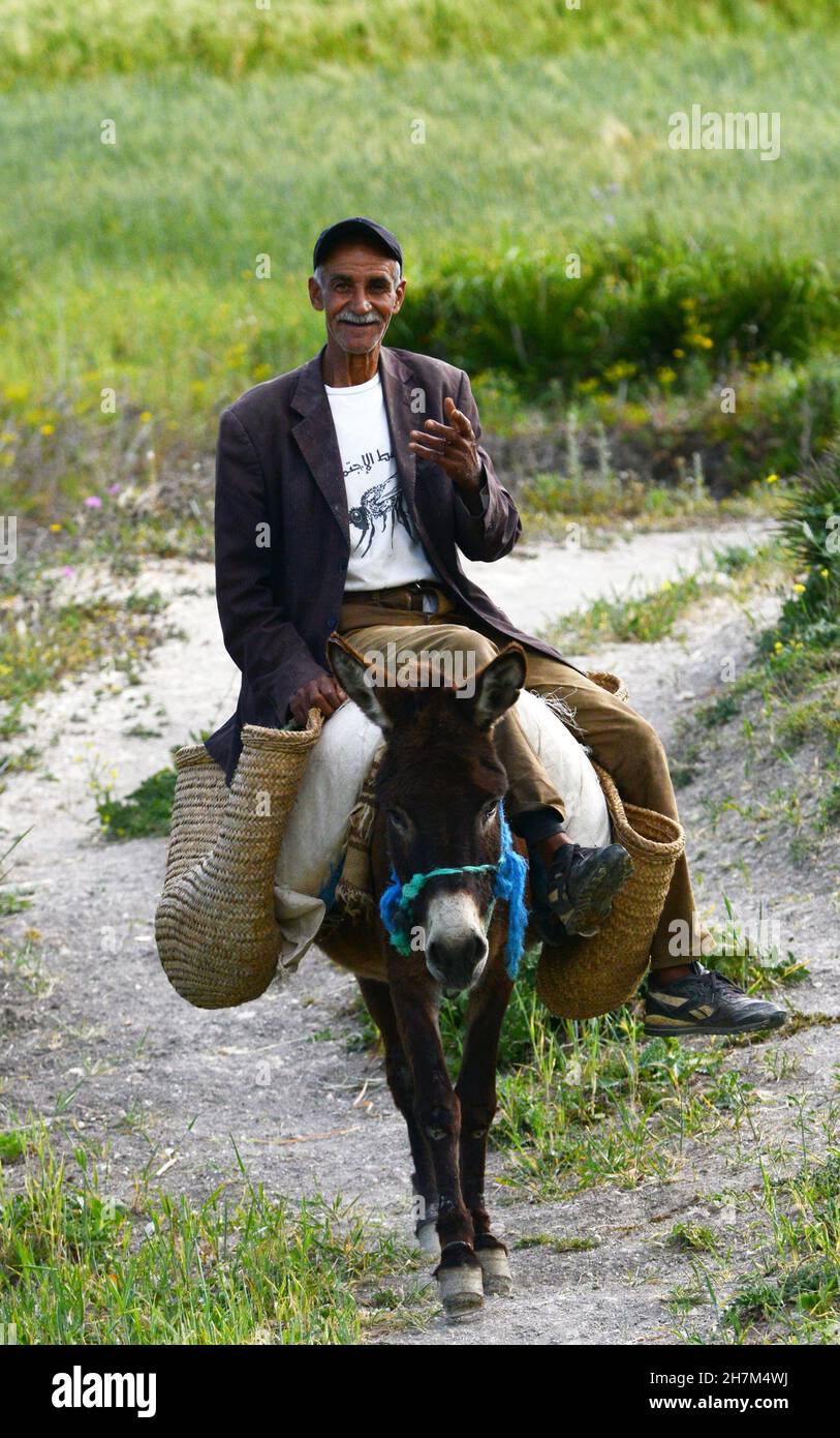 Un uomo marocchino che guida il suo asino nel nord del Marocco. Foto Stock