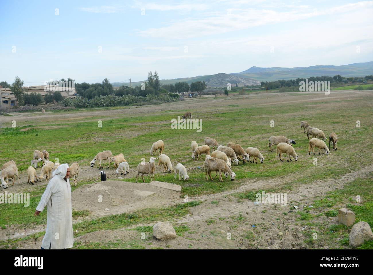 Un uomo marocchino che eregge le sue pecore nel nord del Marocco. Foto Stock