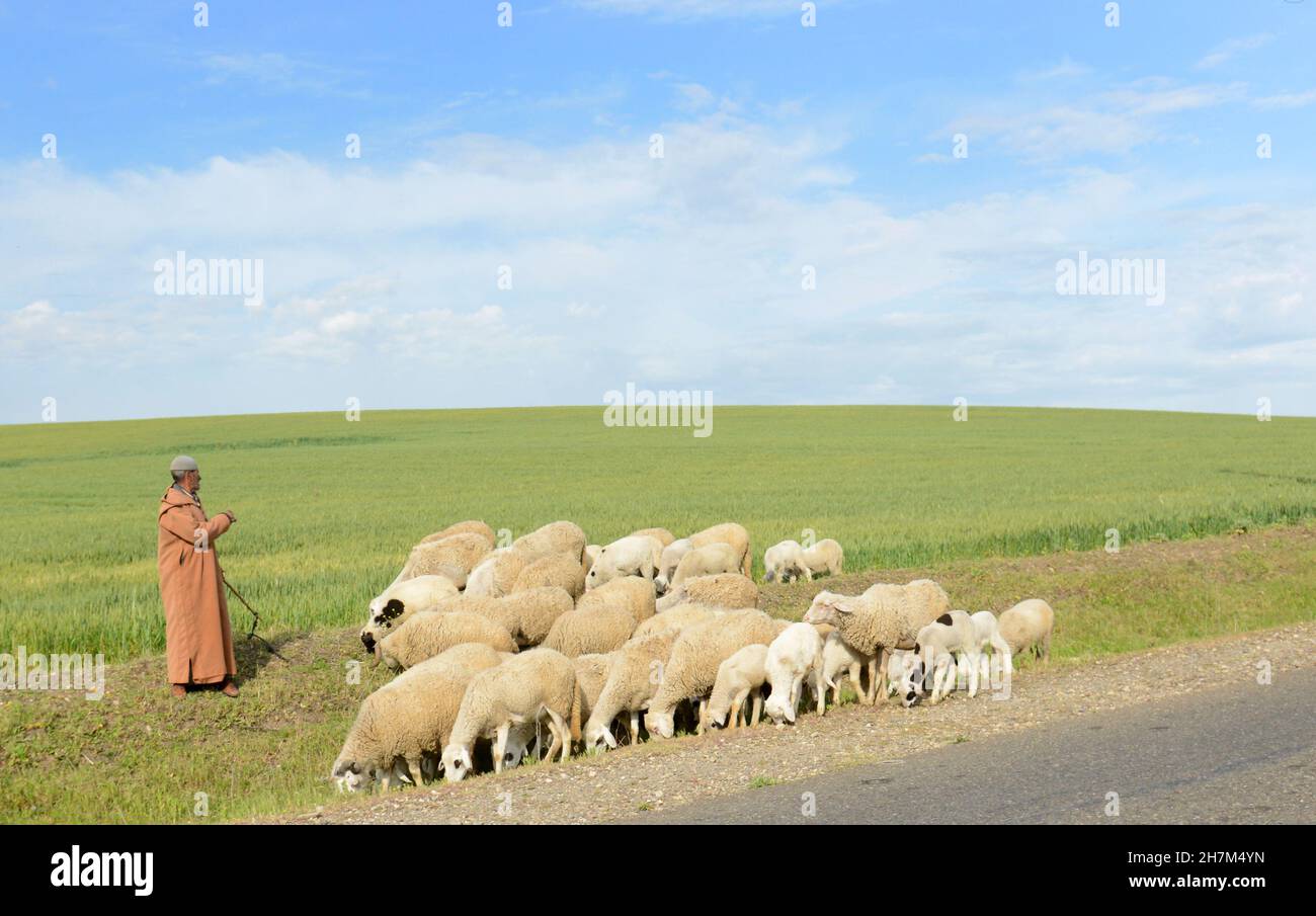 Un uomo marocchino che eregge le sue pecore nel nord del Marocco. Foto Stock