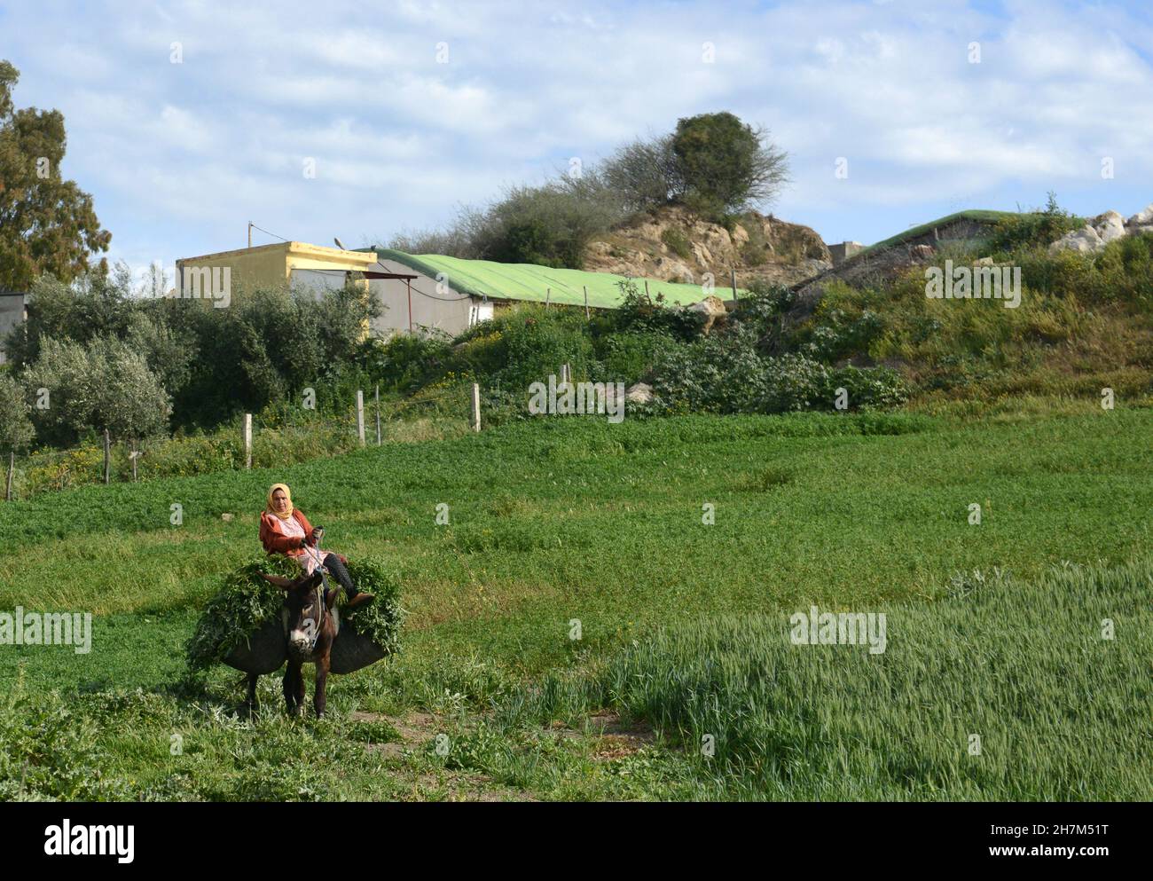 Una donna marocchina che guida il suo asino in una piccola fattoria nel nord del Marocco. Foto Stock