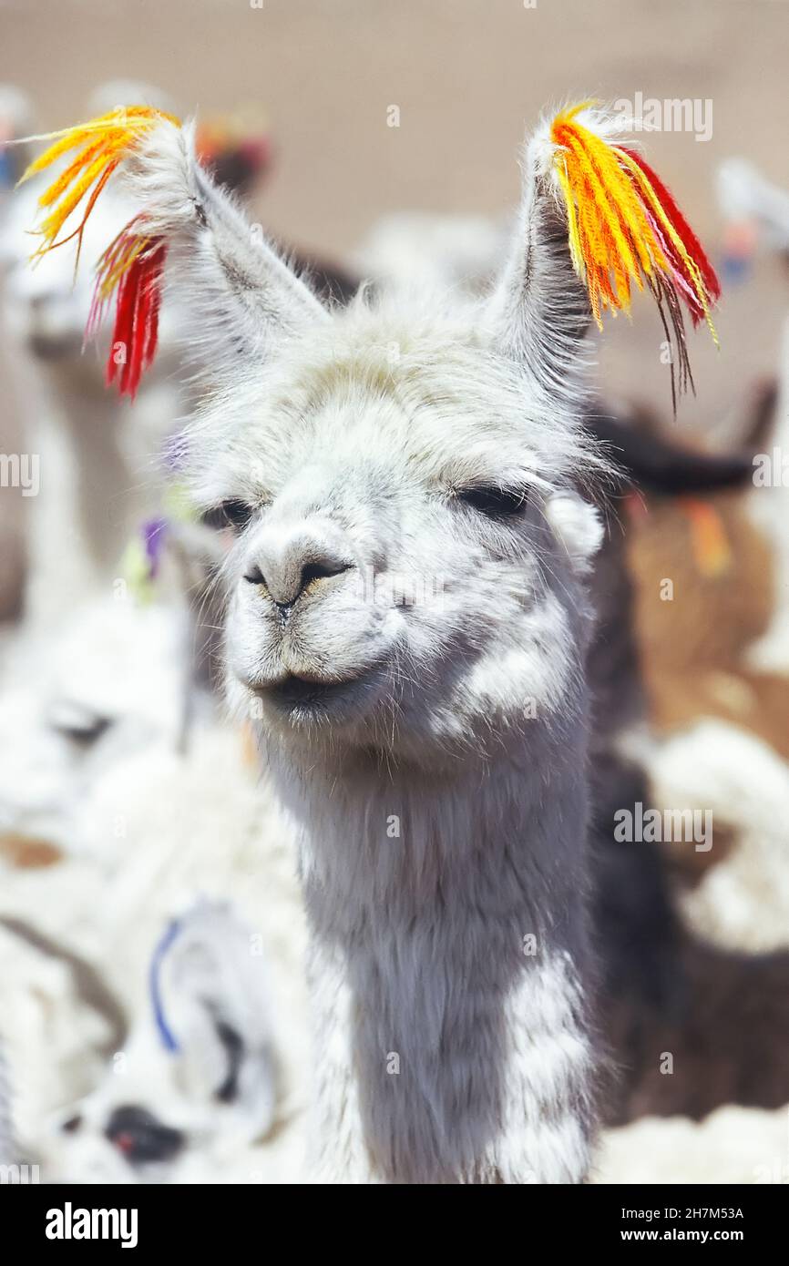 Lama (lama glama), primo piano, Bolivia, Sud America Foto Stock