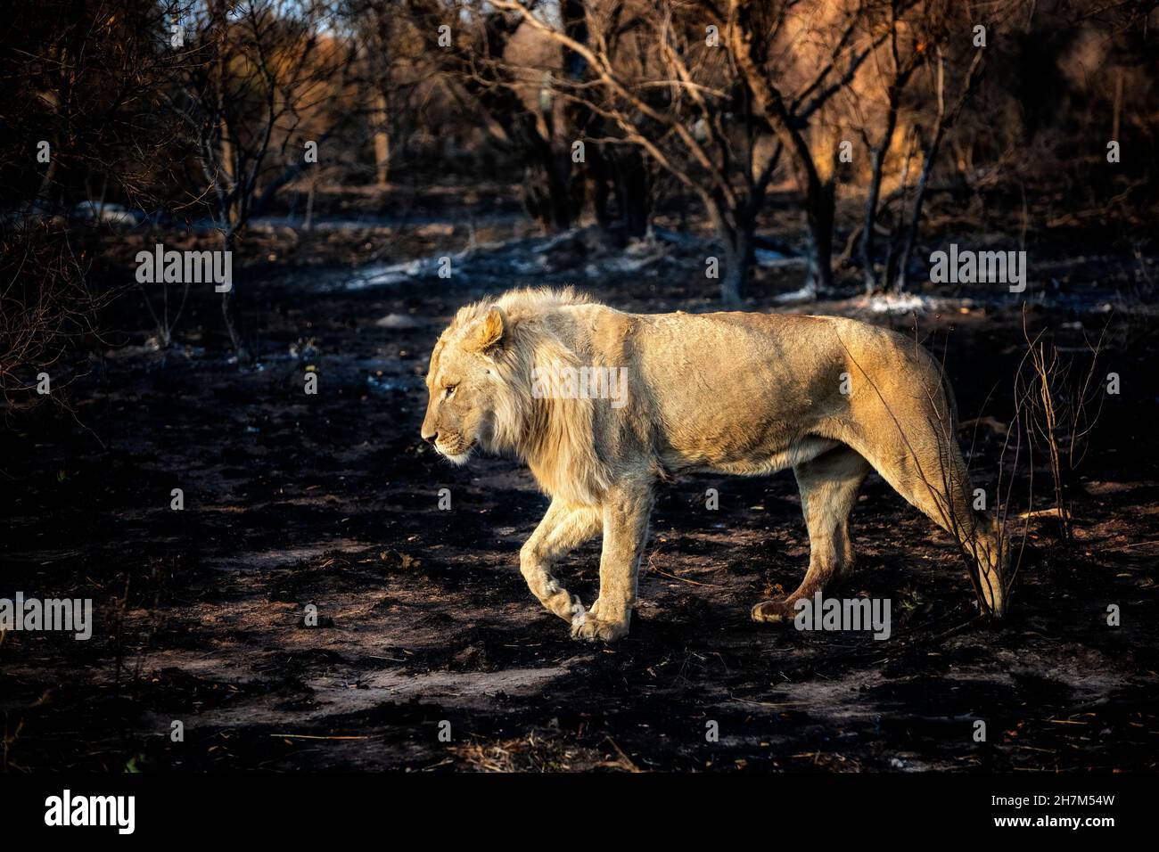 Leone maschio giovane che cammina attraverso una foresta bruciata Foto Stock