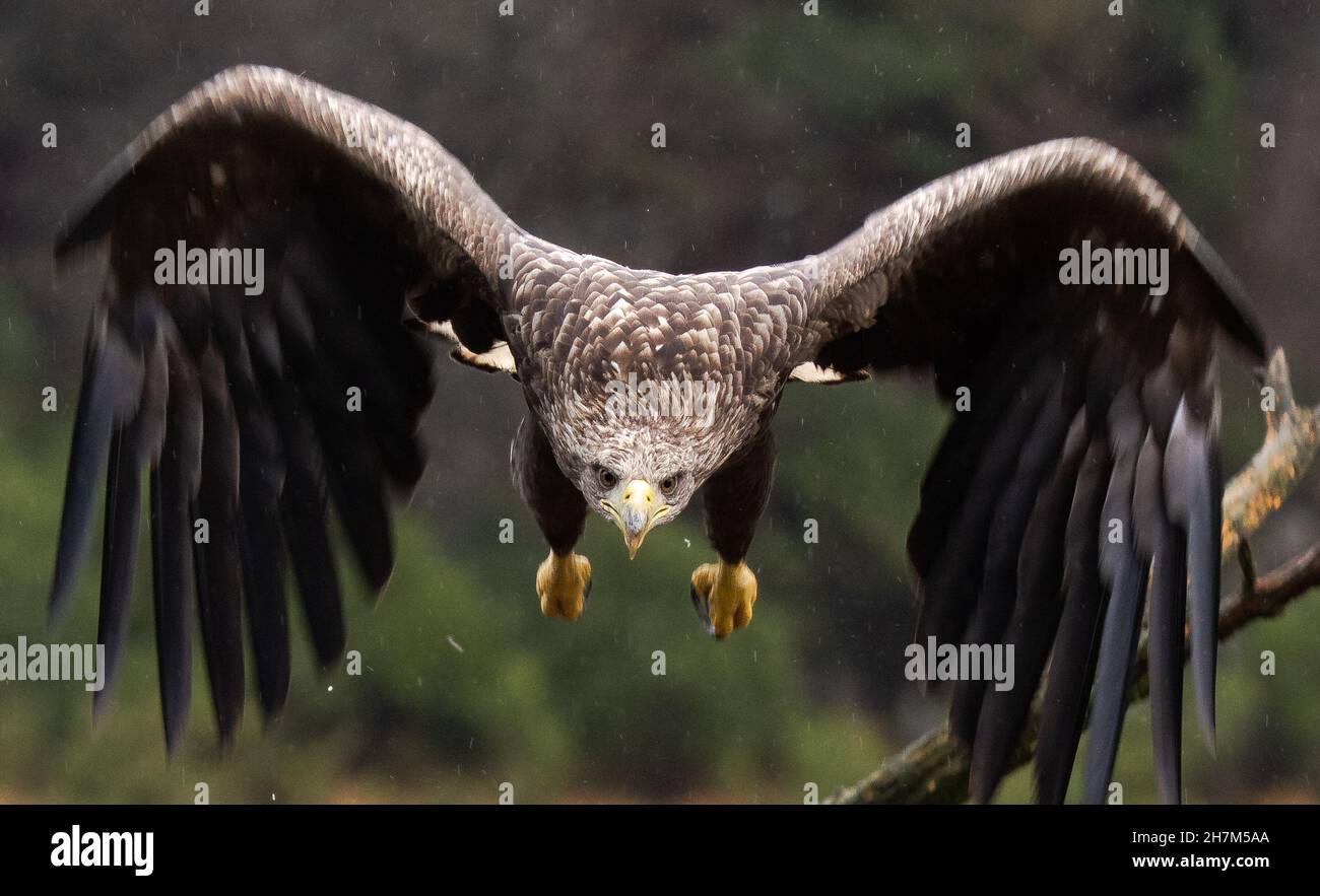 l'aquila dalla coda di bianco viene dritto verso Foto Stock