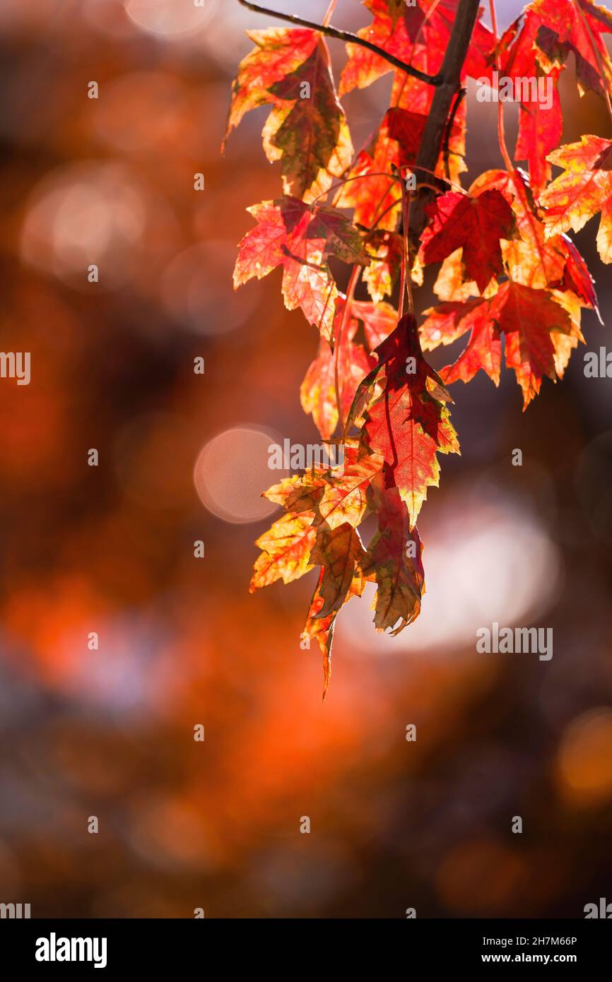 Un grappolo di foglie di acero cambianti appende da un ramo basso che giace nella caduta con uno sfondo bokeh. Foto Stock