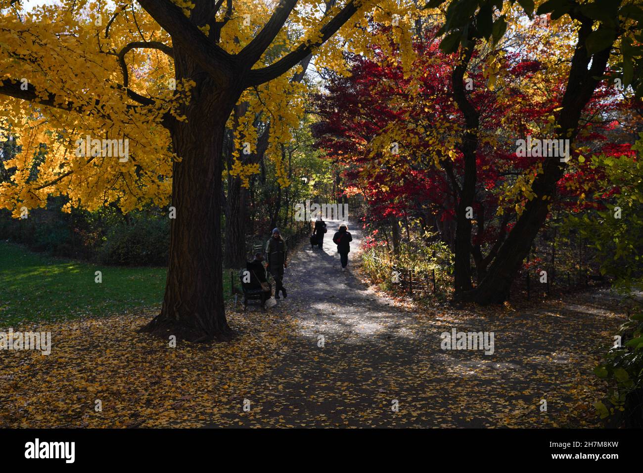 Silouhette di una donna che cammina in Central Park tra alberi di acero rosso e giallo e ginko in una mattinata d'autunno. Foto Stock