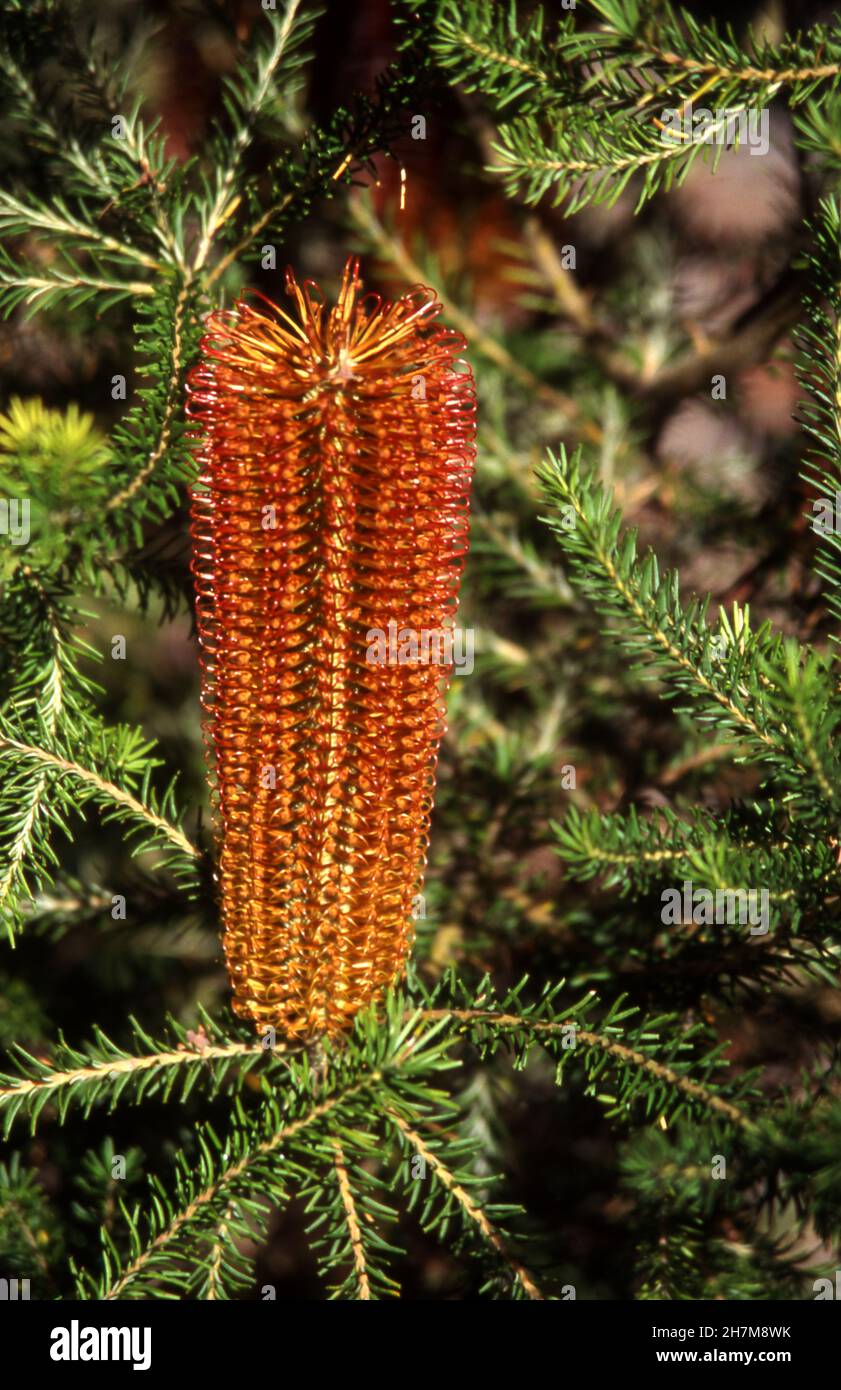 WAD-ANG-GARI (HEATH BANKSIA) Foto Stock